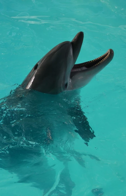 Шоу-программа с морскими животными